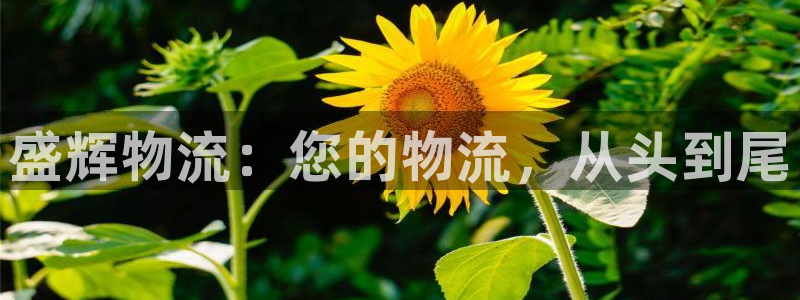 南宫多多28官网：盛辉物流：您的物流