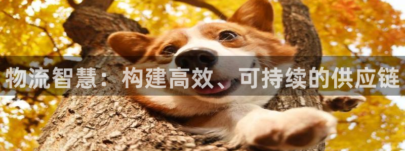 多多28注册过了警察知道吗：物流智慧：构建高效、可持续的供应